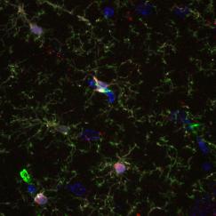 Cells with wavy branches on each side are stained in a variety of colors on a black background