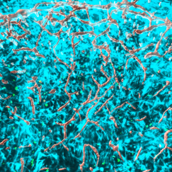 A closeup of the top of a circle made up of thousands of cyan neurons and many gray blood vessels winding throughout