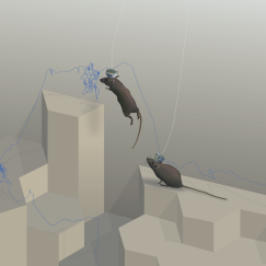 A 3D cartoon of a mouse jumping around on a landscape of white hexagonal pillars. The mouse's trajectory through time is noted with a wiggly blue line. The mouse wears electronics on the back of its head and a small thin wire comes up out of them.
