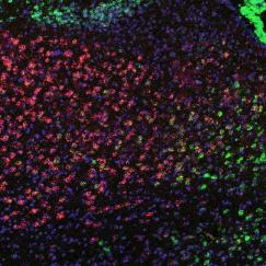 The almond shape of the amygdala is composed of cells stained red (on the left) and green (on the right).