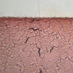 A microscope view of several worms wriggling through a red-hued gel