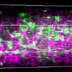 Three-dimensional rendering of a sequence of 450 lateral three-photon images acquired with 2-μm increment from the visual cortex (layer 1 on the left to the subplate on the right). Green color represents GCaMP6s signal, and magenta color represents label free THG signal generated in the blood vessels and myelin fibers in the white matter.