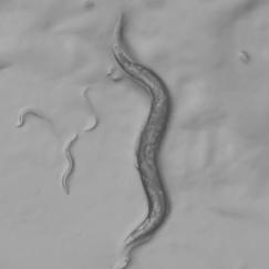 In a grayscale image a wiggly worm is seen in a vertical orientation above a lumpy background of bacteria