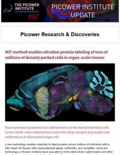 E-news screenshot features the story "MIT method enables ultrafast protein labeling of tens of millions of densely packed cells in organ-scale tissues" and shows a colorfully labeled cross-section of a mouse brain.