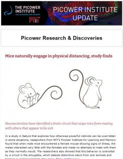 A screenshot shows the "Picower Institute Update" banner, the top headline "Mice Naturally Engage in Physical Distancing" and a cartoon of mice facing away from eachother