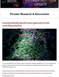 A screenshot of the Picower Institute Update features an image of neurons in the locus coeruleus