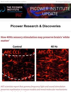 A screenshot of the Picower Institute Update features a red-stained image of oligodendrocytes under the headline "How 40Hz sensory stimulation may preserve brain's 'white matter'."
