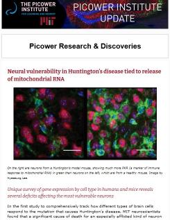 A screenshot shows a colorful banner with the words Picower Institute Update followed by a news story about mitochondrial RNA causing problems in Huntington's disease