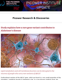A screenshot of the Picower Institute Update features a 3D rendering of bluish neurons afflicted by reddish balls of amyloid plaques. The top headline is "Study explains how a rare gene variant contributes to Alzheimer's disease"