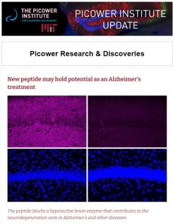 A screenshot of the Picower Institute Update features images of mouse tissue stained in blue and magenta. The staining shows that a new peptide reduces levels of the protein tau in Alzheimer's mouse models.owig a reduction in 