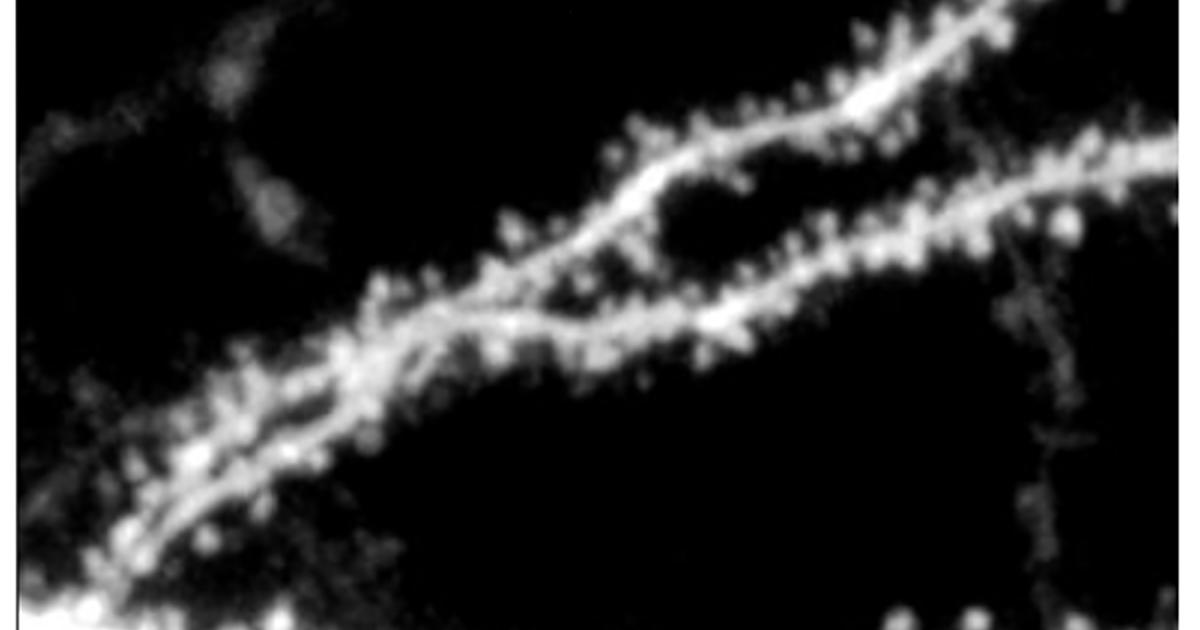 2020-Fig1-isolated.jpg?itok=