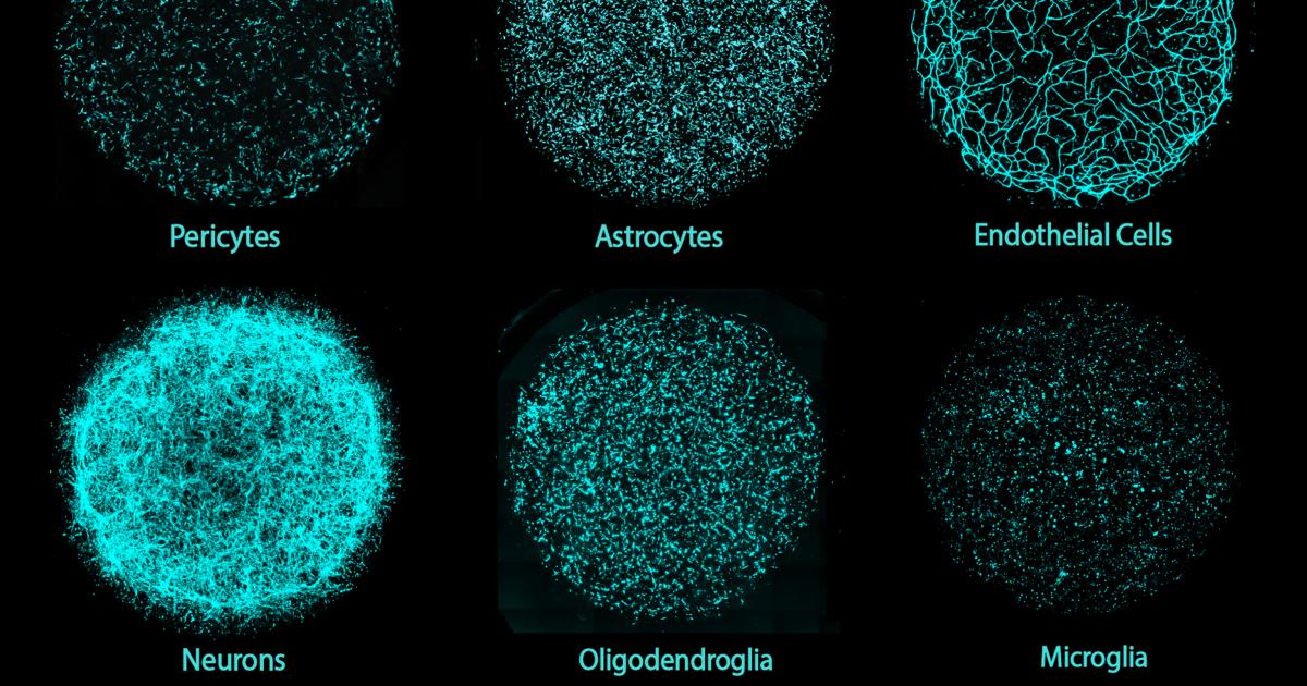 MIT invents human brain model with six major cell types to enable