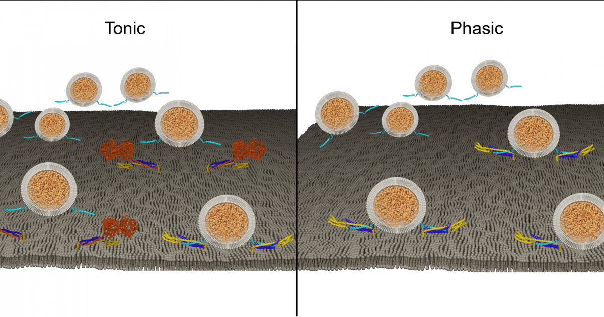 Individual neurons mix multiple RNA edits of key synapse protein, study  finds, MIT News